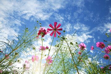 青空とコスモス