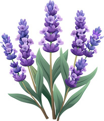 Fototapeta premium Purple Lavender Blooms