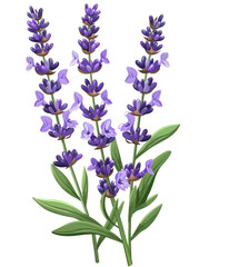 Obraz premium Purple lavender flowers