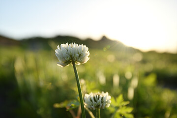 光受ける白詰草