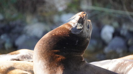 A sea lions of Vancouver Island