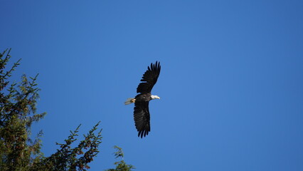 Bald eagle on a tree