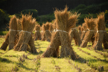 稲刈り後の田んぼ