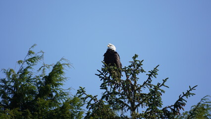 Bald eagle on a tree