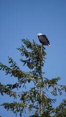 Bald eagle on a tree