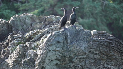 Cormorants perching on a rock