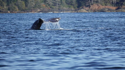 Obraz premium Tail of a Whale in Vancouver Island