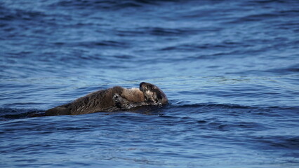 Fototapeta premium Sea otter Vancouver Island