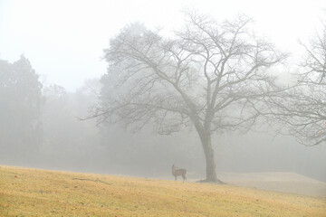 奈良、飛火野の鹿