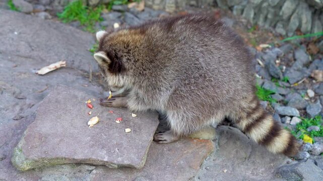 The raccoon eats nuts and beans. Zoo.