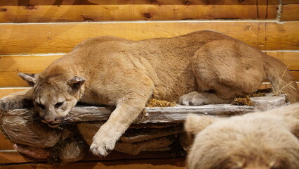 Naklejka premium Animal expositions of the MacBride Museum of Yukon History