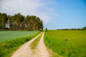 Panoramic view on a dirt road in September with corn, rapeseed, sugar beet and few trees