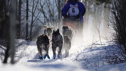 Yukon Quest 2024 in Whitehorse