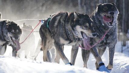 Yukon Quest 2024 in Whitehorse