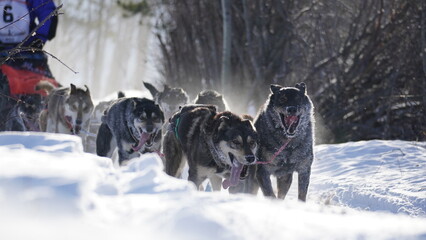 Yukon Quest 2024 in Whitehorse © Antoni