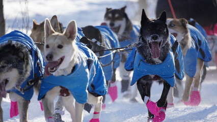 Yukon Quest 2024 in Whitehorse