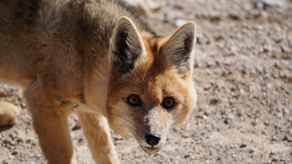 Culpeo or Andean fox (Lycalopex culpaeus)