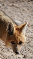 Culpeo or Andean fox (Lycalopex culpaeus)