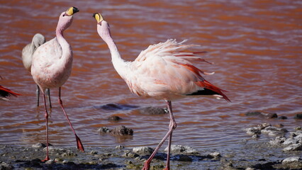 Flamingos in bolivia