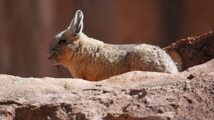 Southern viscacha (Lagidium viscacia)