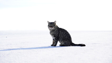Cat in the Salar de Uyuni