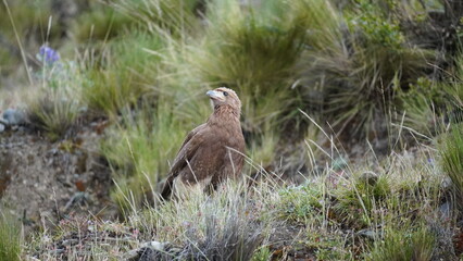 Young Alkamari brown falcon