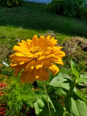 Beautiful flowers in summer in Michigan USA