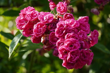 Close up of a beautiful flower