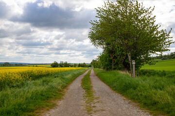 Panoramic view on a dirt road in September with corn, rapeseed, sugar beet and few trees