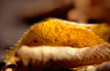 Goldener Herbst
