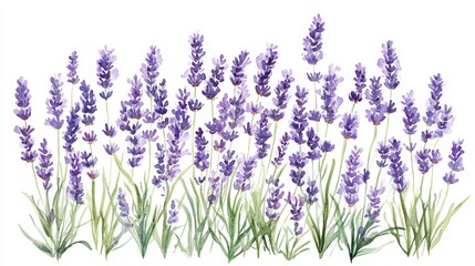 Beautiful watercolor illustration of lavender flowers in full bloom, showcasing vibrant purple hues and lush green foliage.