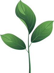 Obraz premium Green sprout with three leaves