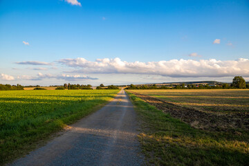 Panoramic view on a dirt road in September with corn, rapeseed, sugar beet and few trees