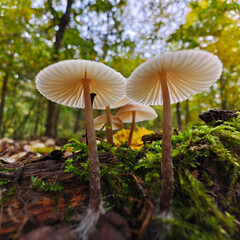 Fototapety na wymiar - Fototapeta24.pl