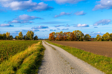 Panoramic view on a dirt road in September with corn, rapeseed, sugar beet and few trees