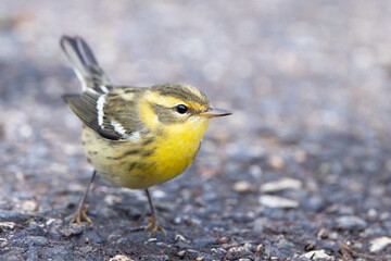 A blackburnian warbler (Setophaga fusca) visits Sarasota, Florida, during the fall with muted-color...