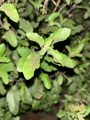 tulsi plant fresh leaves.....