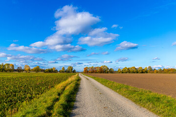 Panoramic view on a dirt road in September with corn, rapeseed, sugar beet and few trees