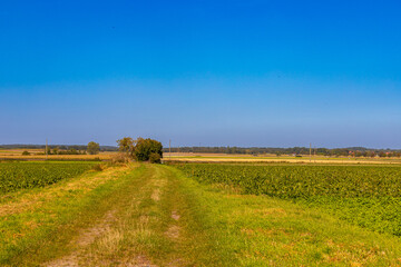 Fototapeta premium Panoramic view on a dirt road in September with corn, rapeseed, sugar beet and few trees