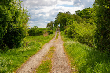 Panoramic view on a dirt road in September with corn, rapeseed, sugar beet and few trees