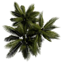 top view tree png architure plan