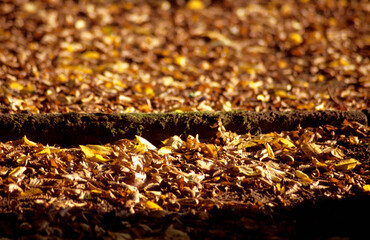 leuchtender Herbst