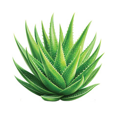 aloe vera sliced or plant png design 