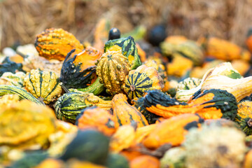 Pile of Gourds