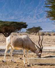 Antelope addax (Addax nasomaculatus)known as the screw-horn antelope. Due to danger of extinction the species was introduced from Sahara desert to nature desert reserves in the Middle East