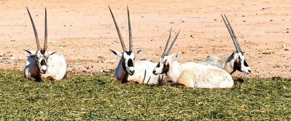 Resting  herd of antelope - Arabian white oryx (Oryx dammah), it inhabits native environments of Sahara desert, recently introduced into nature reserves of the Middle East

