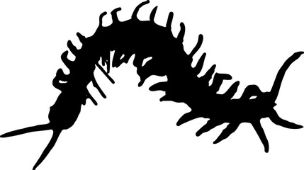 black and White centipede 