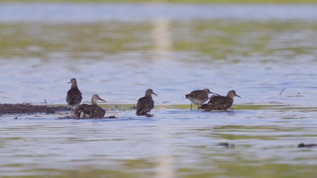 Ruffe birds (Philomachus pugnax) bathe in water on the river. Wildlife. Slow motion.