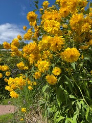 Blooming Rudbeckia laciniata or Gold ball.  Goldquelle.Decorative tall shrub with double bright yellow spherical inflorescences.  Autumn Autumn Blossoming flowers. Flower background