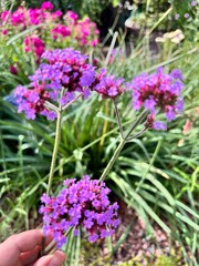Obraz premium Blooming Verbena bonariensis with delicate pink inflorescences on a long stem in a summer garden.Floral background